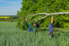 Maibaum_020