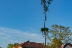 Maibaum_039