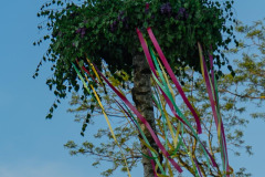 Maibaum_040
