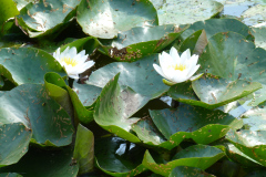 P1180739
